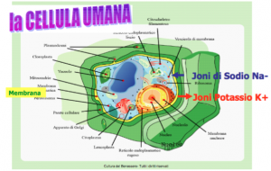 cellula_umana